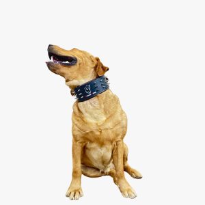 Spiked Collar