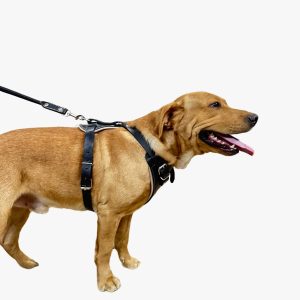 Leather Harness