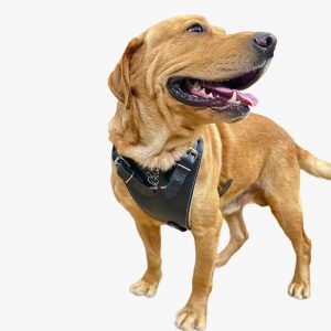 Dark Brown Leather Harness